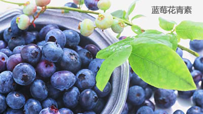 什么是蓝莓花青素 有什么作用