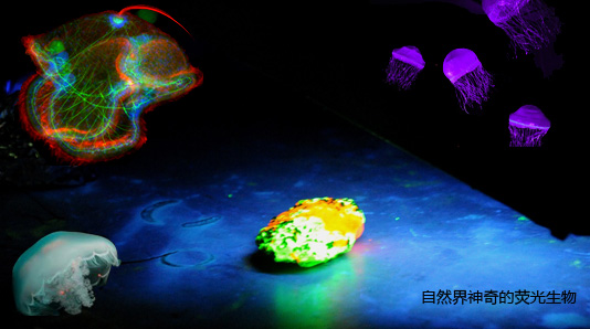 从发光的海洋生物到荧光蛋白标记