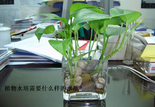 植物水培需要什么样的水质？