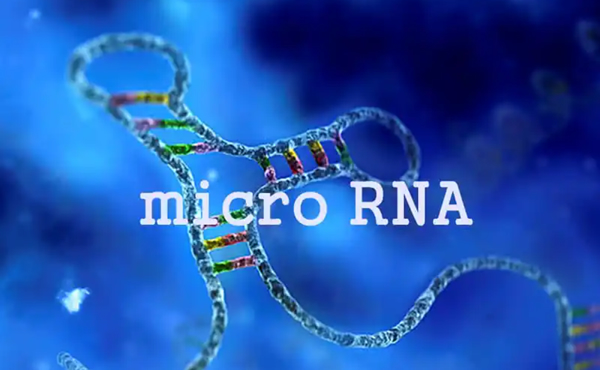 探索MicroRNA 需要用到的主要试剂和方法